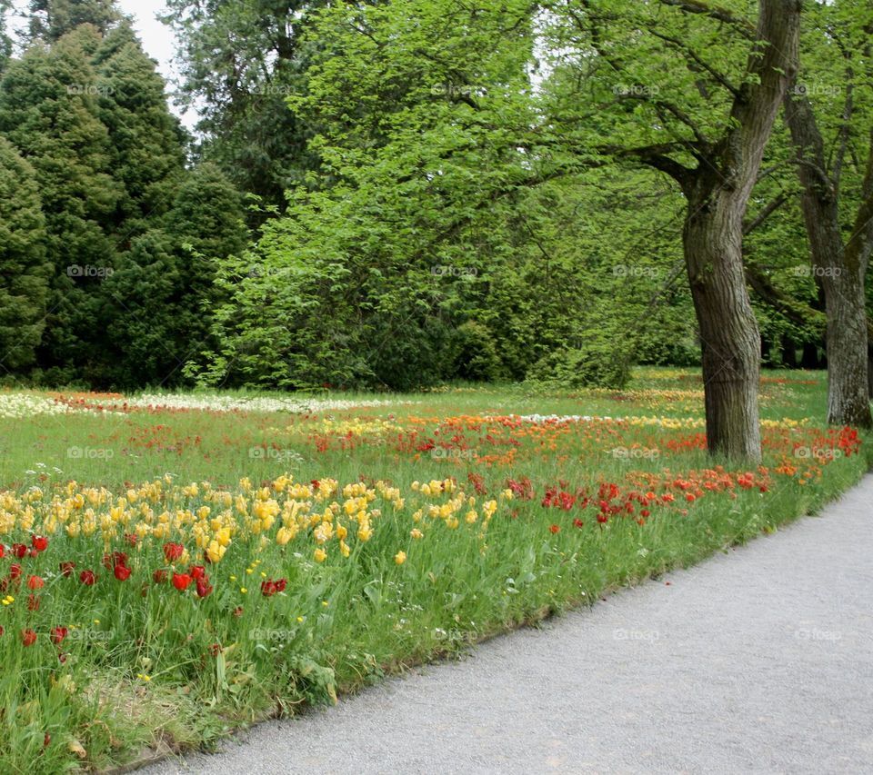 beautiful floral splendor