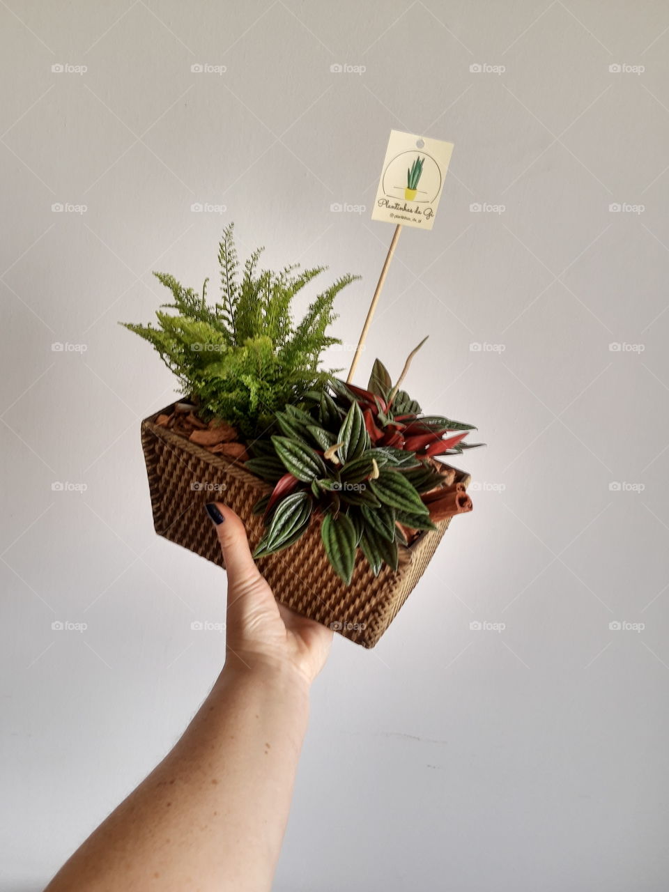 arranjo de plantas folhagens