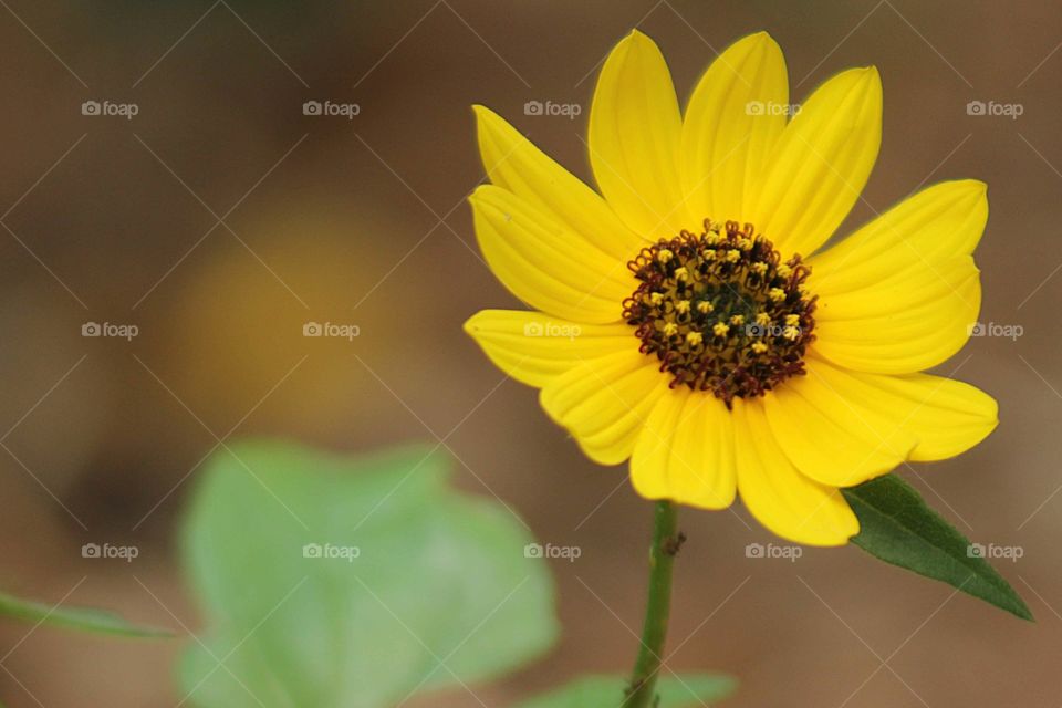 Yellow Flower. Yellow Flower
