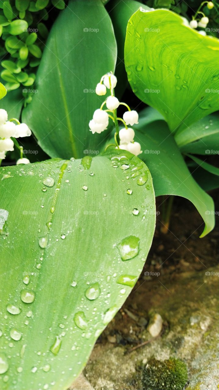 Lily of the valley