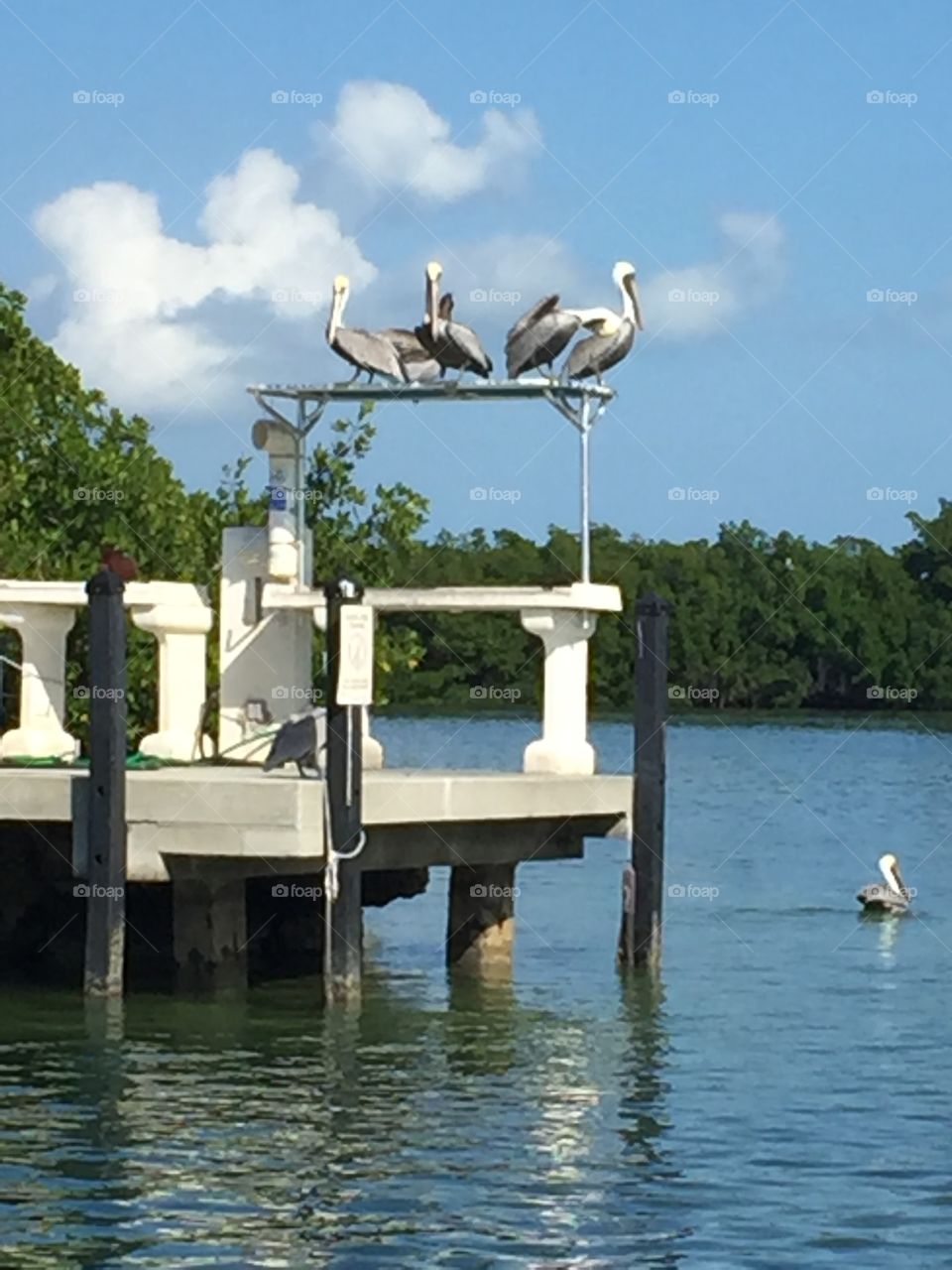Pelicans by Tavernier Creek Marina