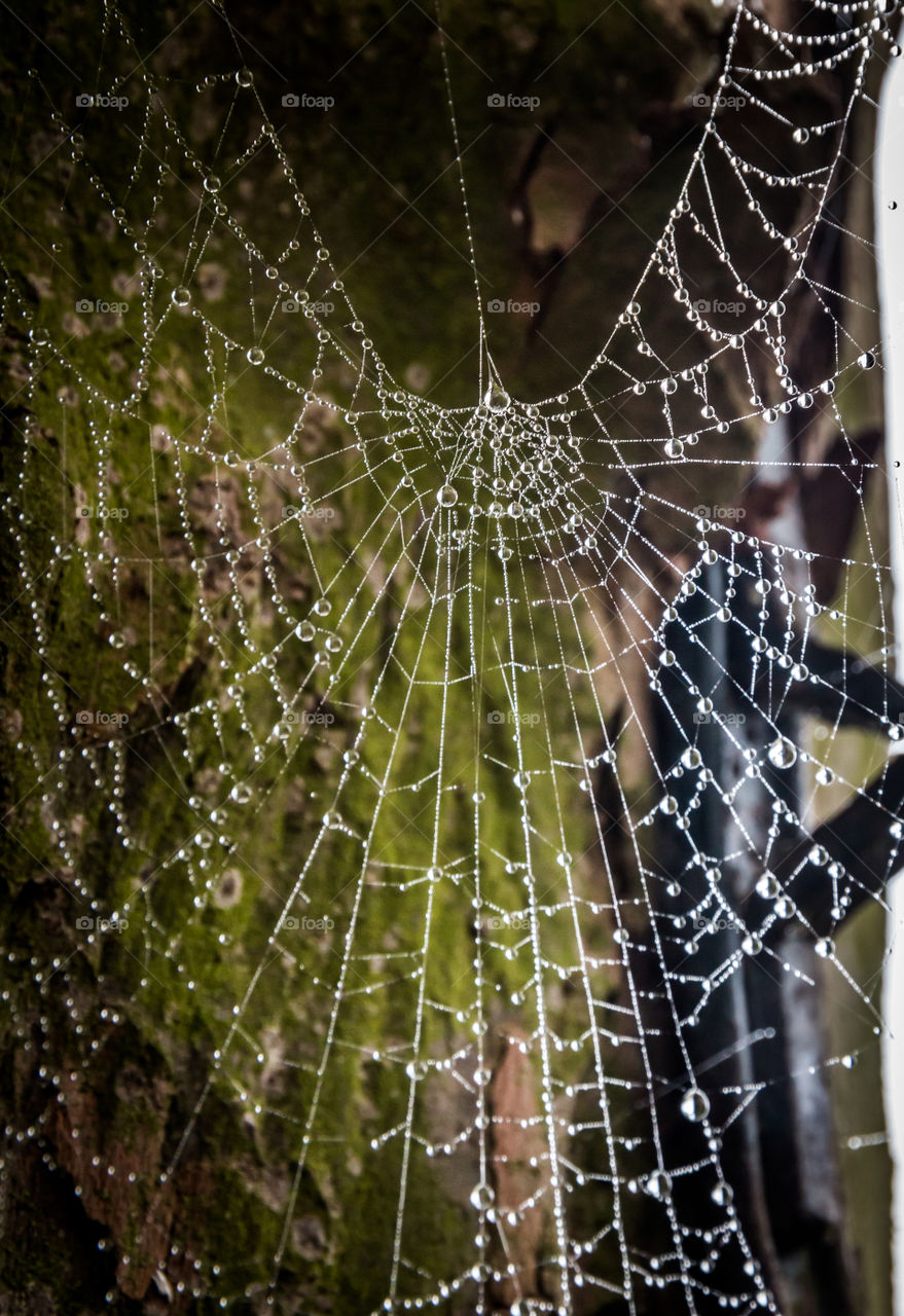 Dew in a spiderweb