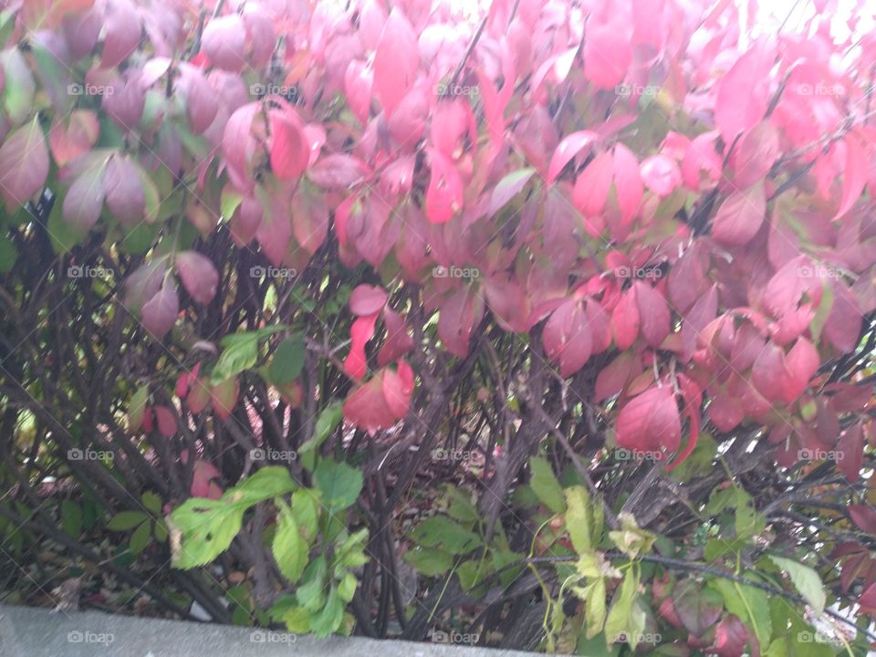 Spring break Continue.