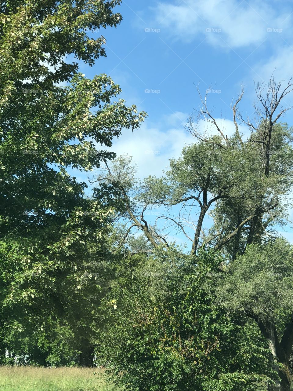 Pretty land area and sky with lush trees