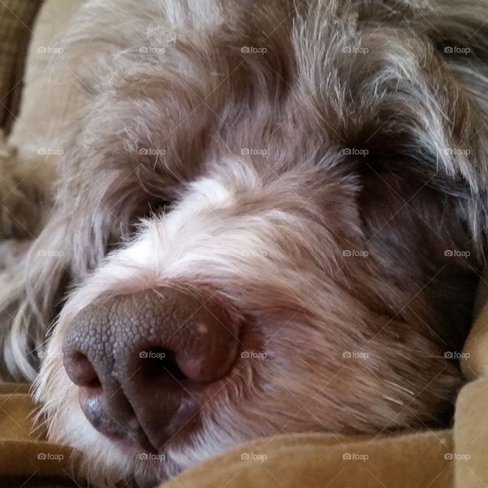 Sleepy dog. Riley looking cute....had to take picture.