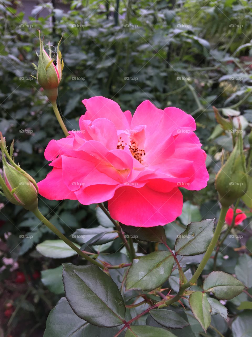 Fall rose blooming in a backyard garden🌹