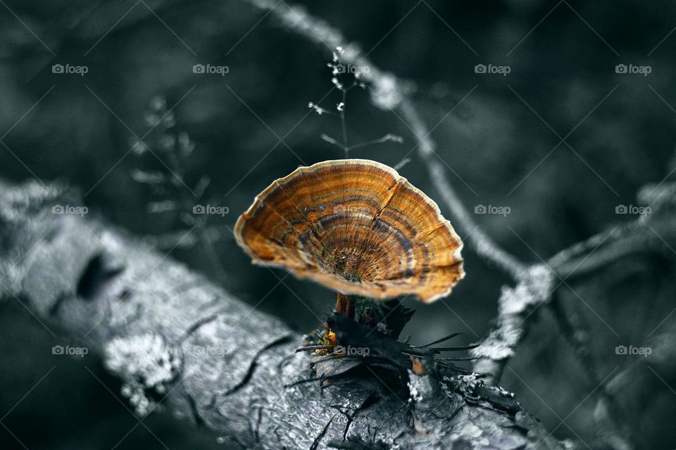 A beautiful dark forest background with open wood mushroom as a pateph grow on a branch.