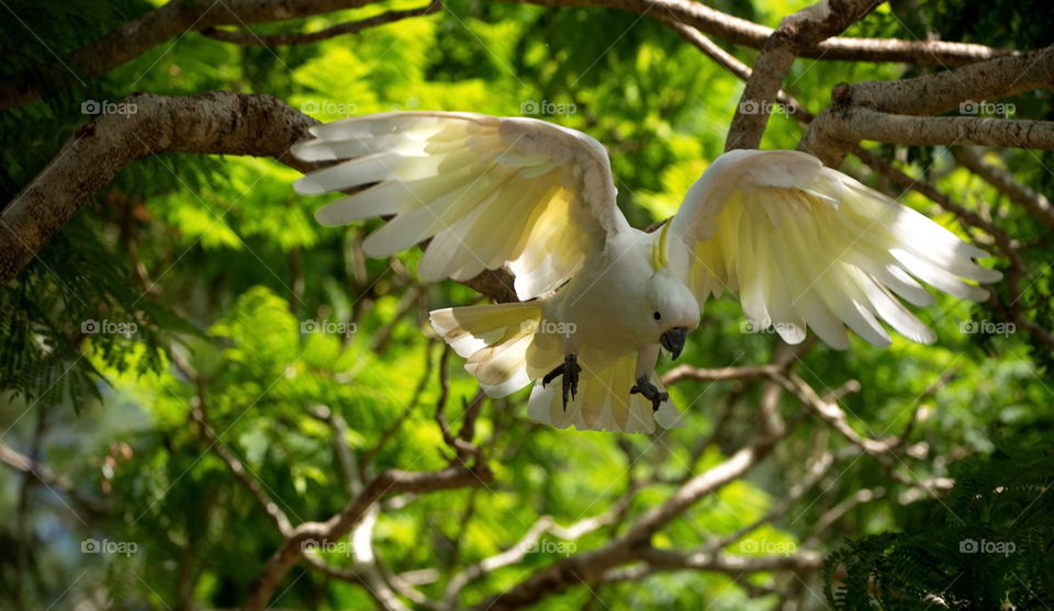 Sulphur-crested cockatoo