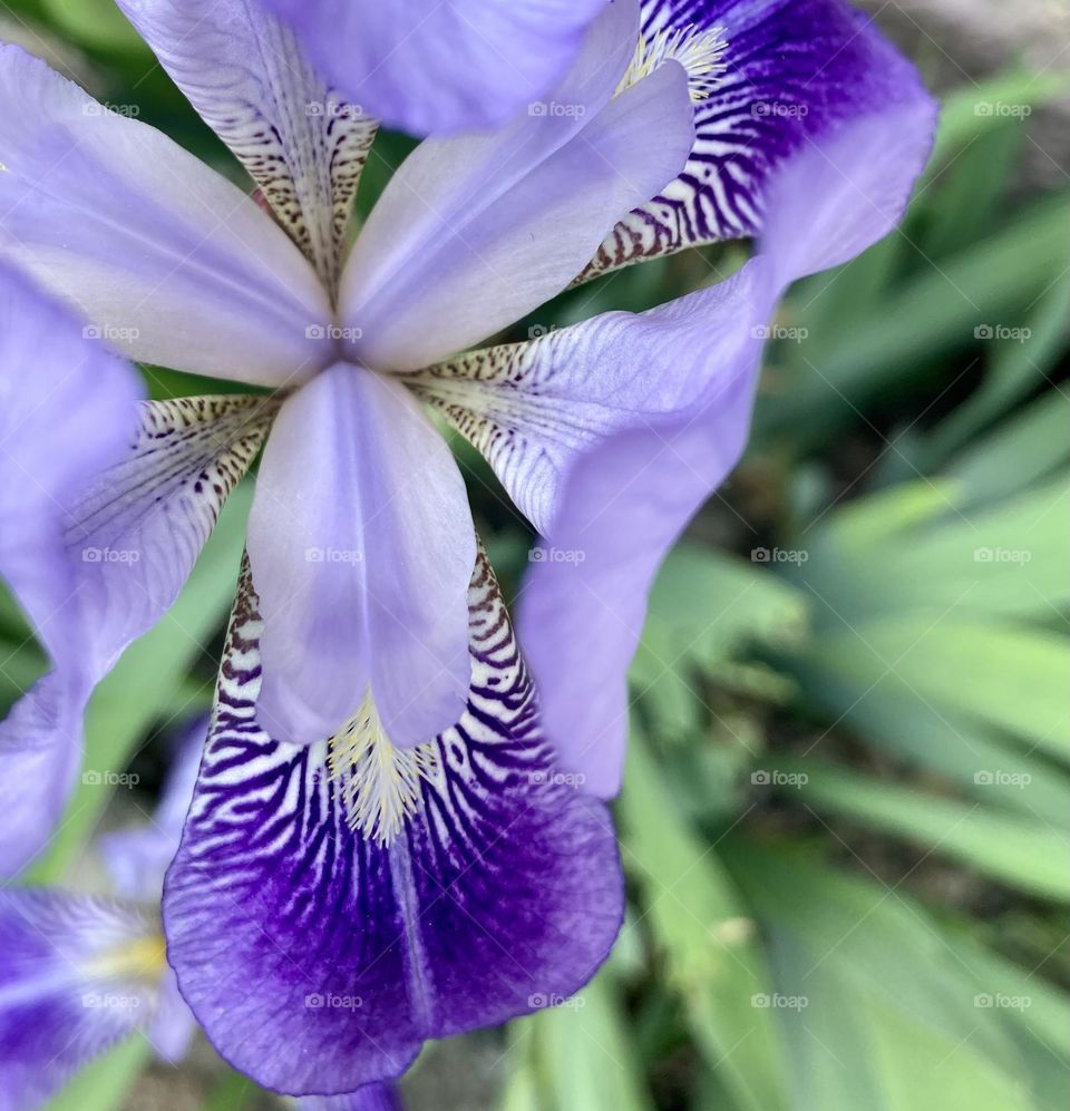 purple iris flower