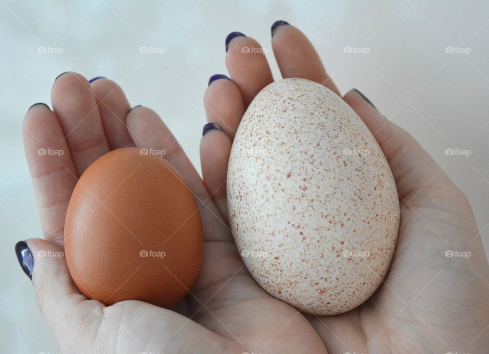 turkey and chicken eggs Easter in hands