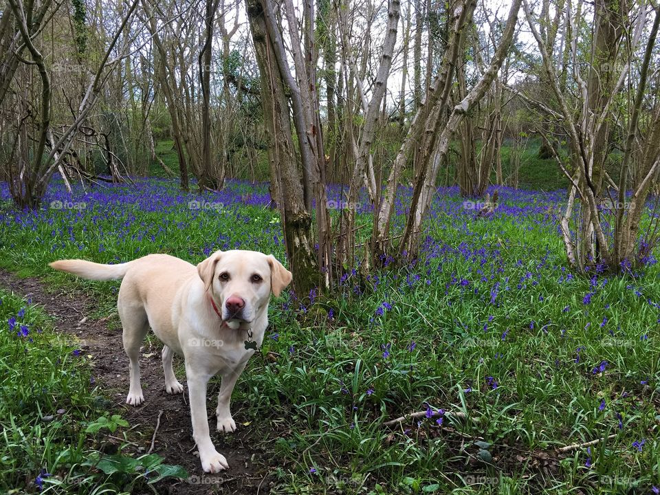 Bluebells 