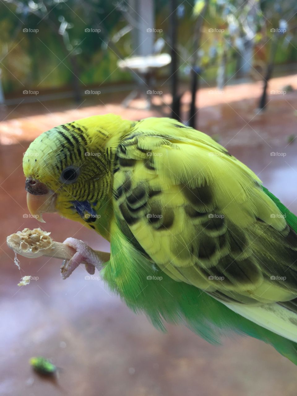 Parakeet eating