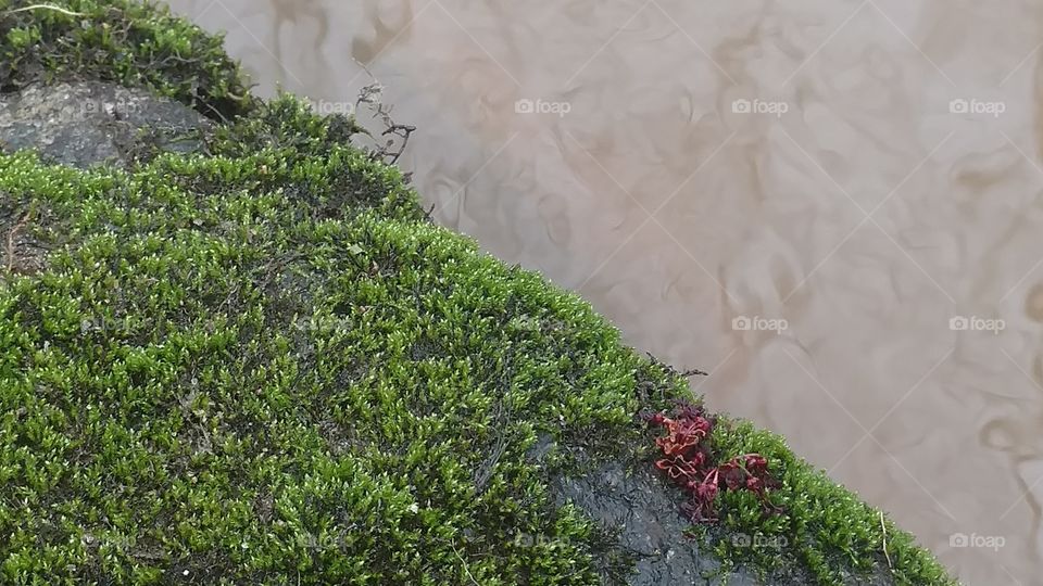 Flora, Nature, Leaf, Garden, Desktop