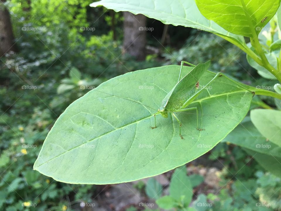 Grasshopper and leaf