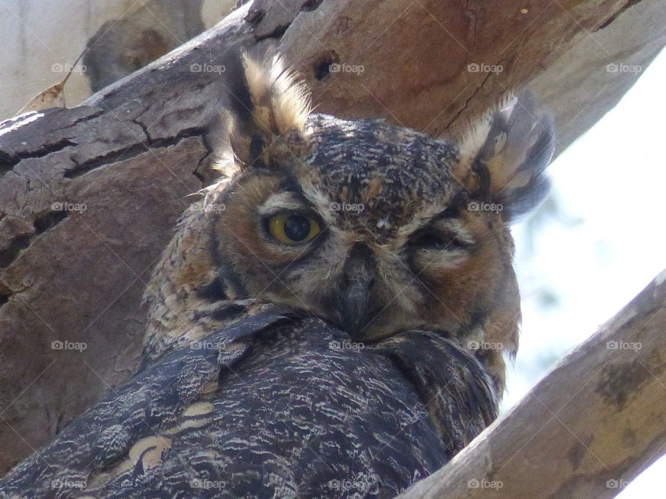 Winking owl looks owing down from branch 