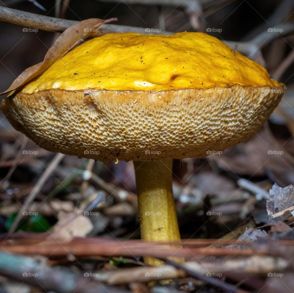 These ole bolete seems like the top half of a hamburger bun. 