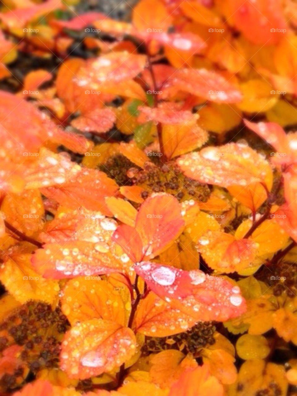 yellow orange flower leaves by arman