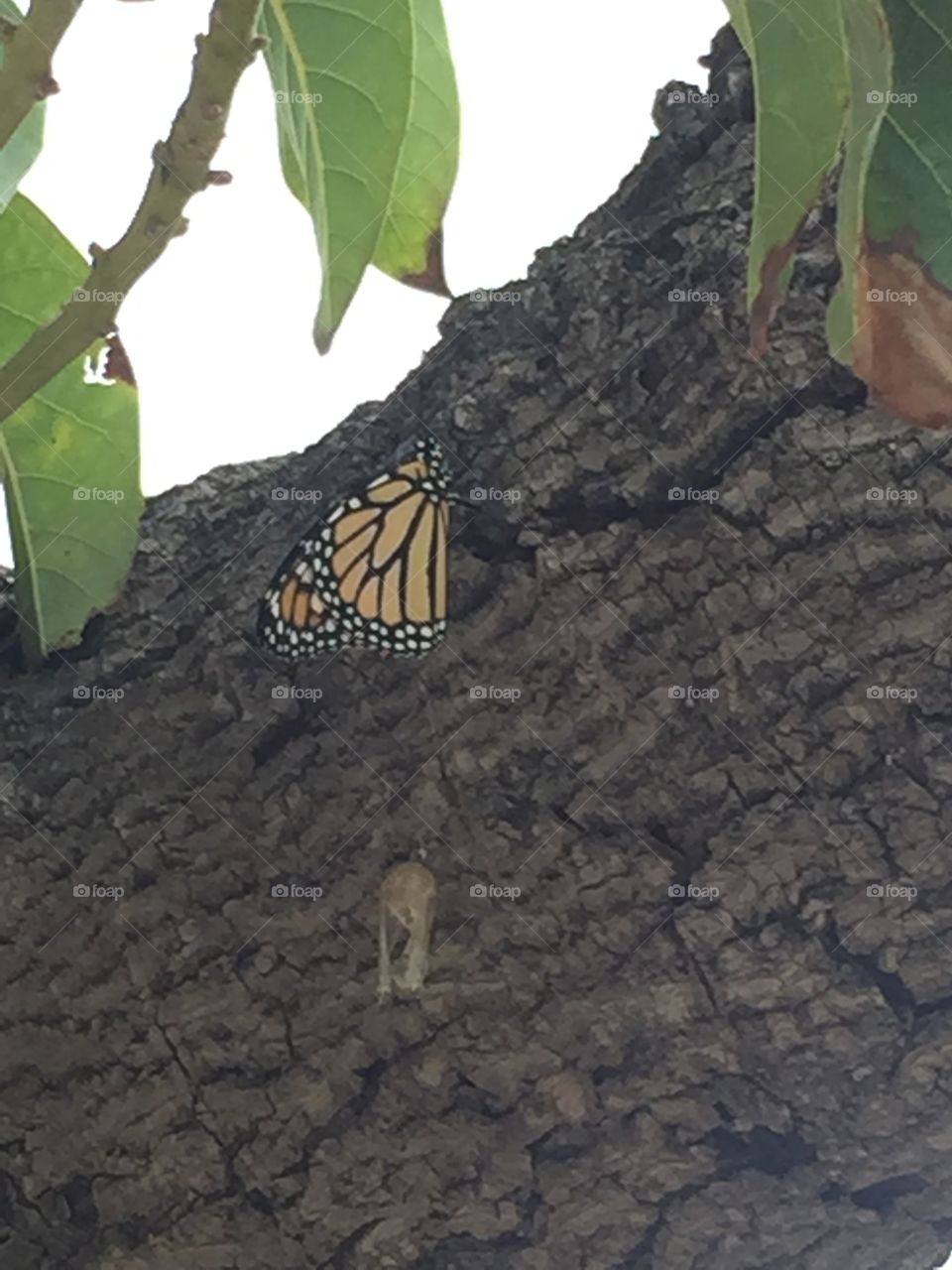 New monarch butterfly 