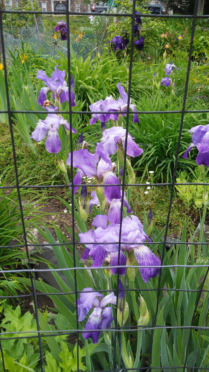 spring. flowers. beauty