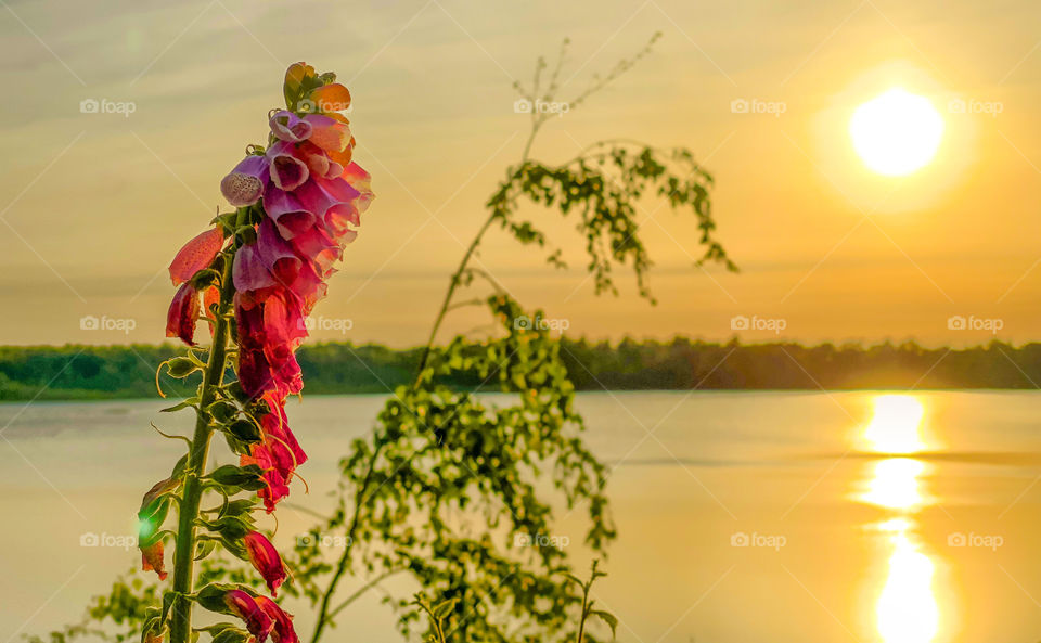 Foxglove or digitalis purpurea wildflower in bloom against a colorful sunset over a forest lake