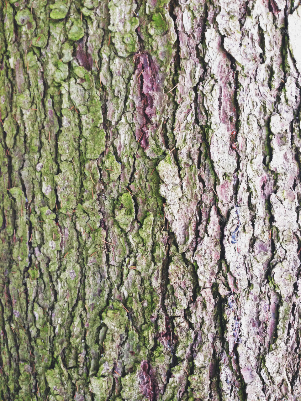 Bark of a tree 
