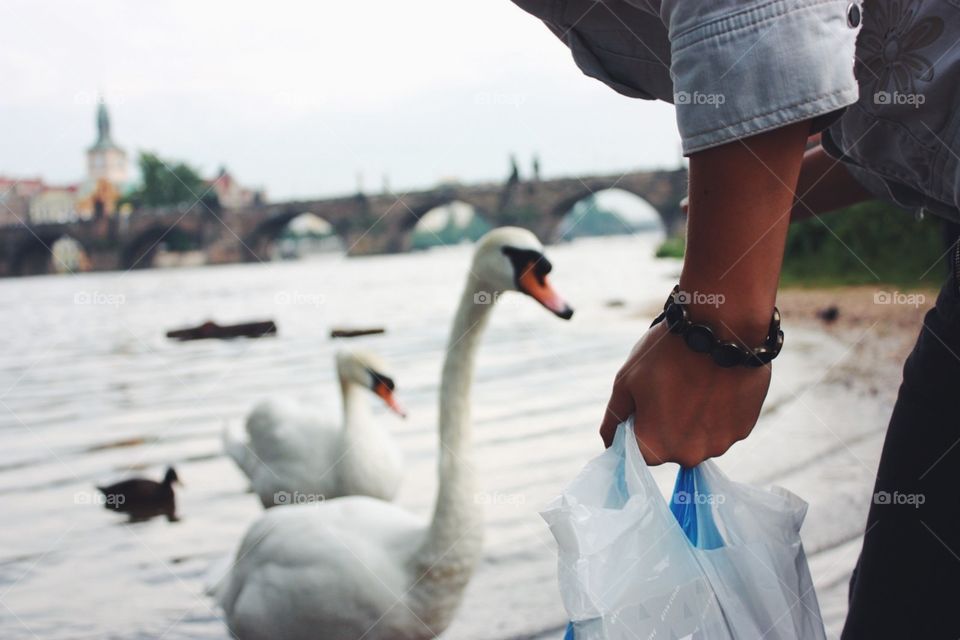 People, Water, Outdoors, Bird, Adult