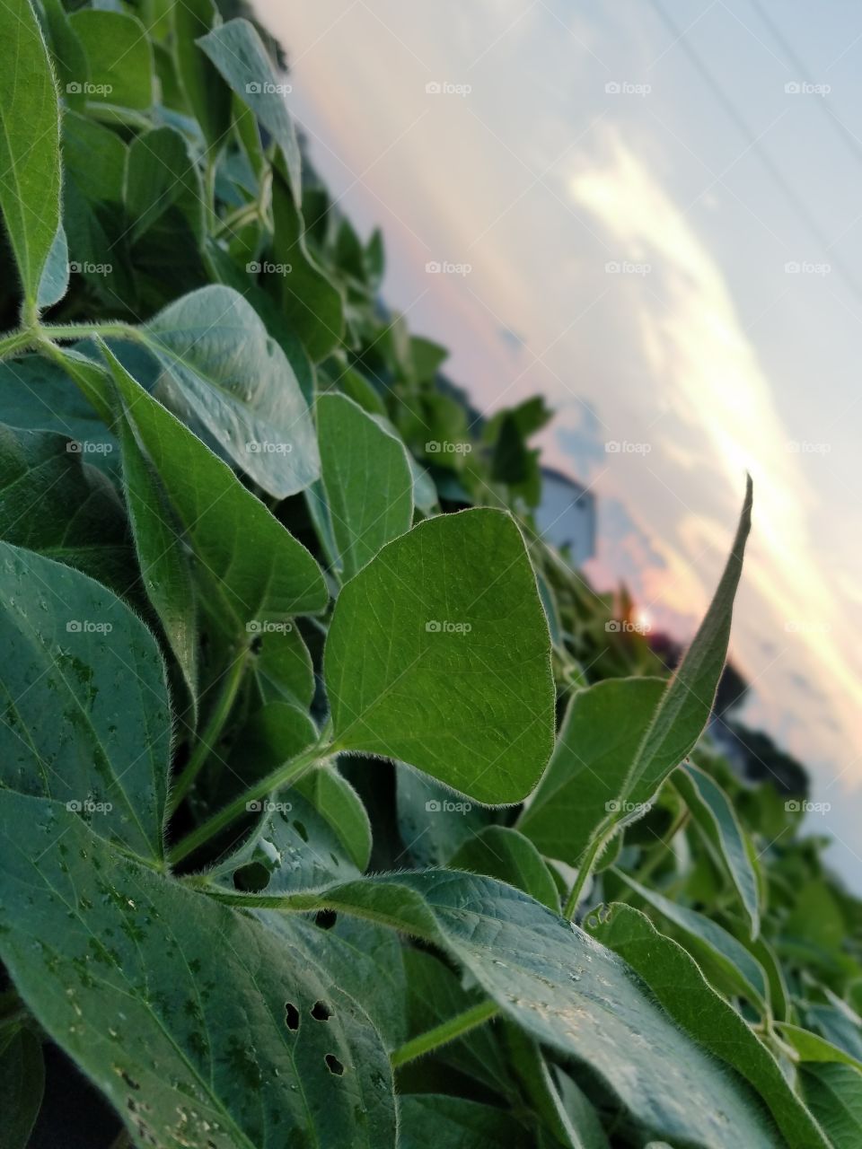 soybean beauty
