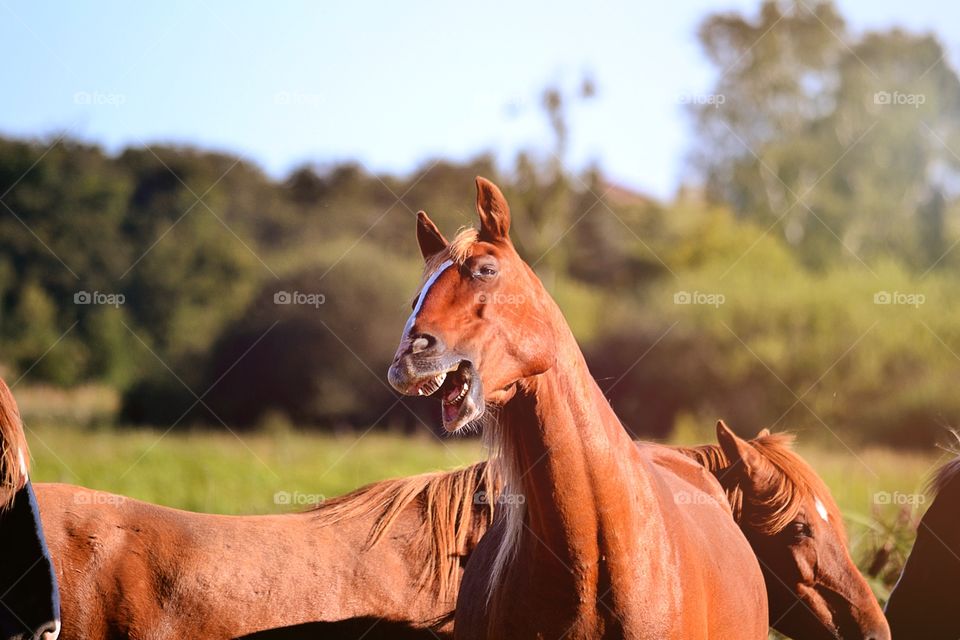 Funny horse