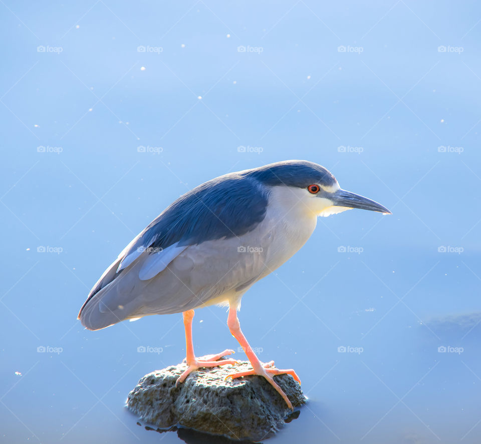 bird on the rock . walk at the lake