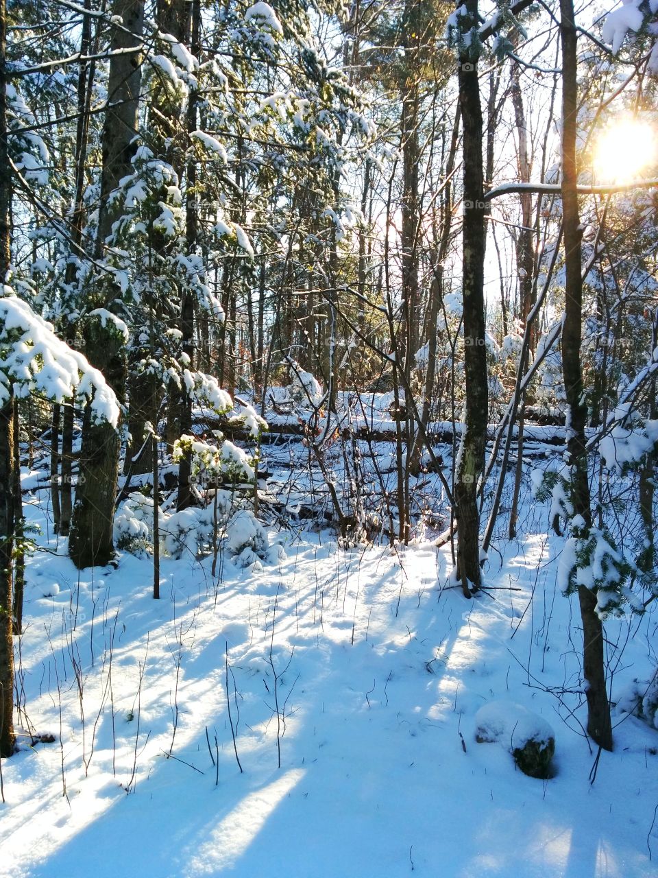 Sunny day through the snowy woodland