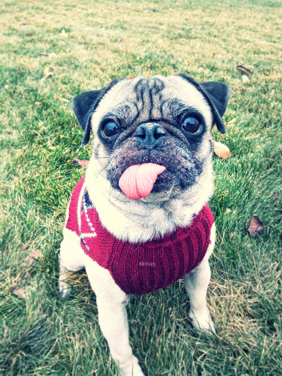 Silly Pug in Sweater