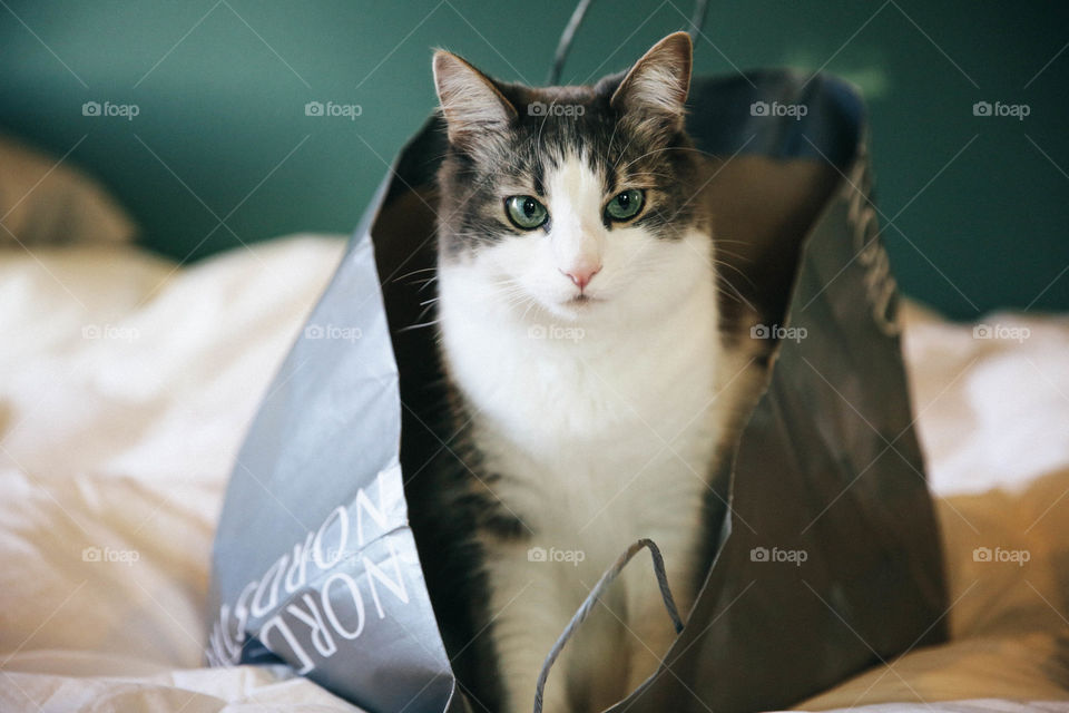 Fluffy cat in a Nordstrom bag