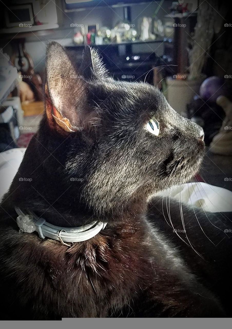 Black cat looking intently to her left. Kitty is wearing a collar around her neck. Yellow eyes are looking up at something that has her attention. Cat is alert and watching.