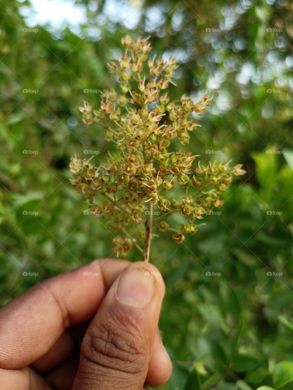 greenery it a naitur  face