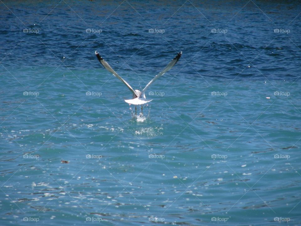 Bird under water, speed, life