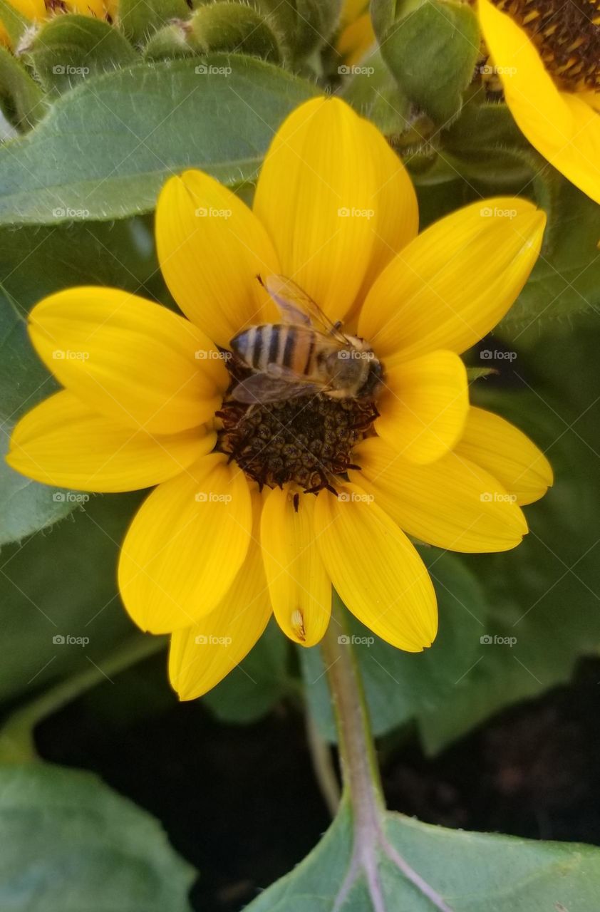 Feeding time. Worker bee at work