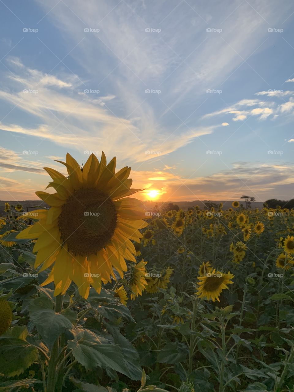 sunflower field