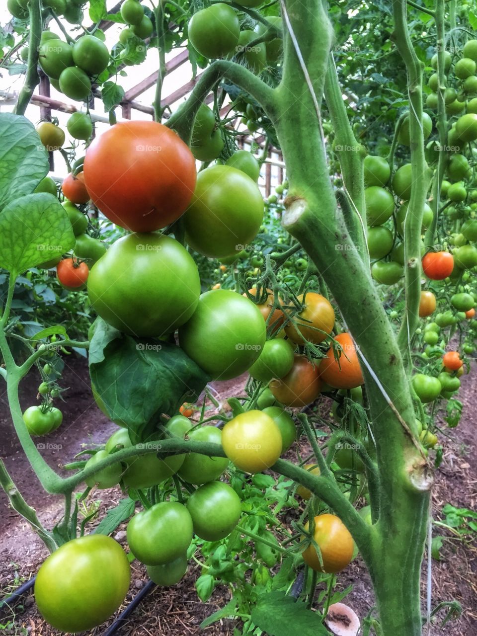 Tomatoes in greenhouse 