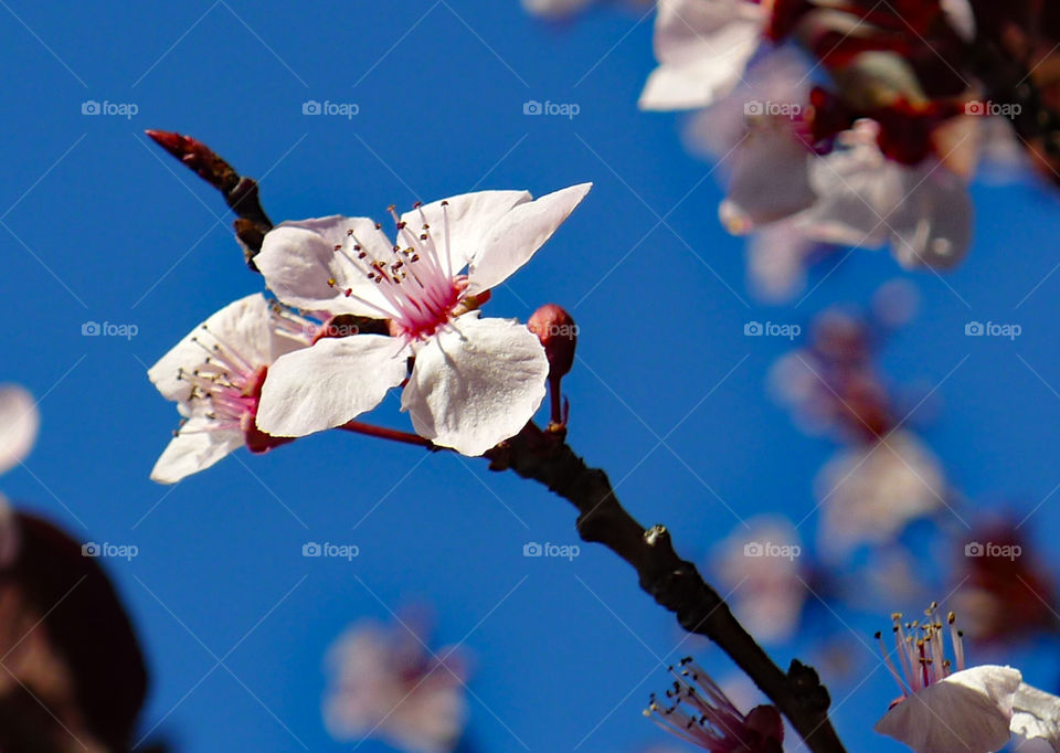 spring, flowers