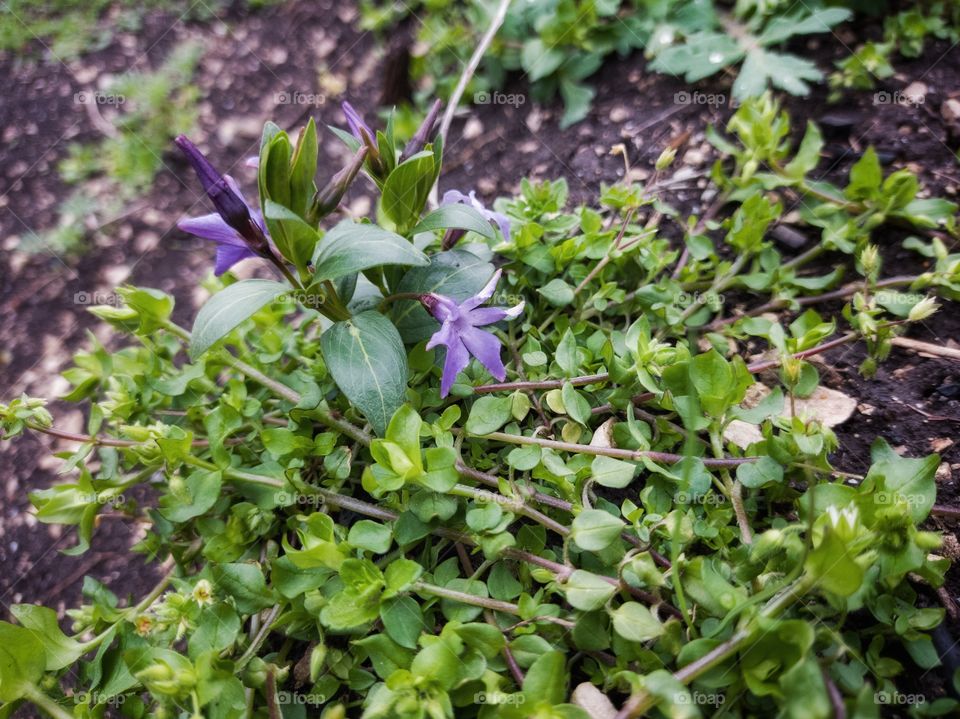 Periwinkle herbaceous — a species of perennial herbaceous plants