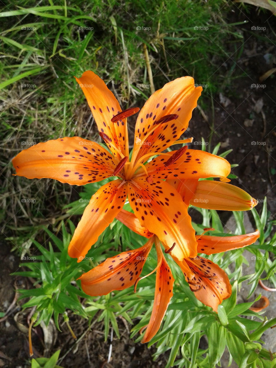 Orange lilies, spotted