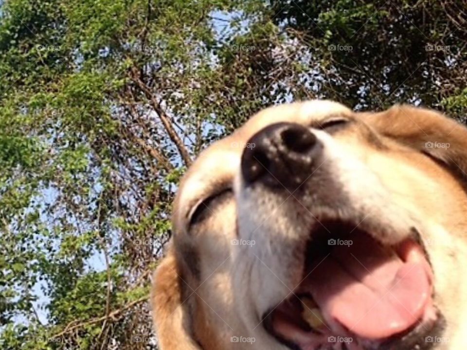 Blissful beagle