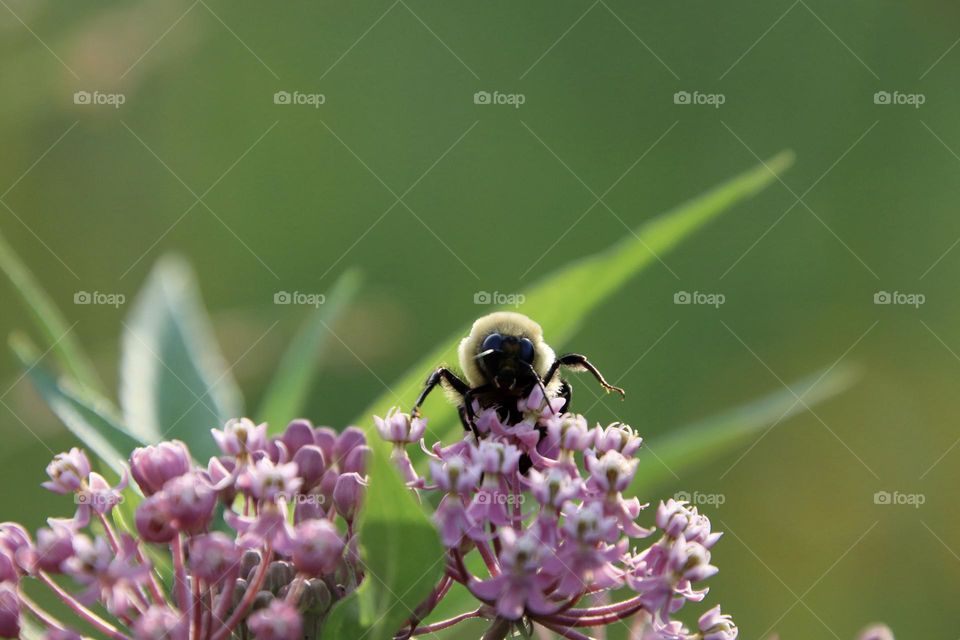 Bumble bee in the spring on pink flower