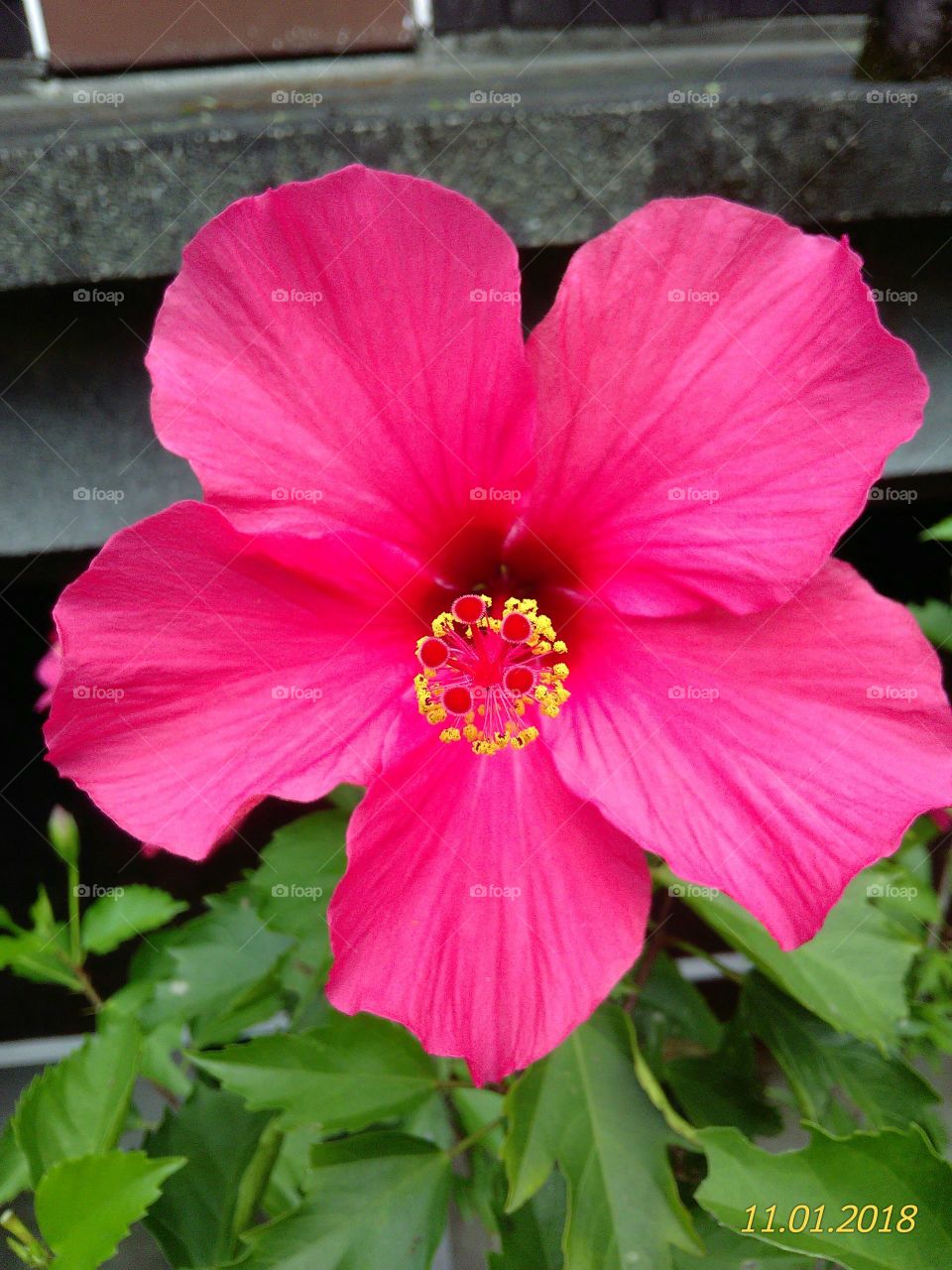 The gumamella flower is color pink.