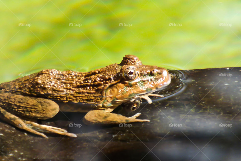 frog. frog in river