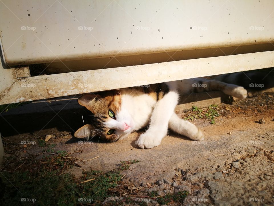 Cat laying down under the fence.