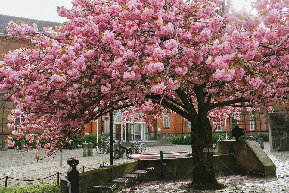 cheery blossoming in Ghent