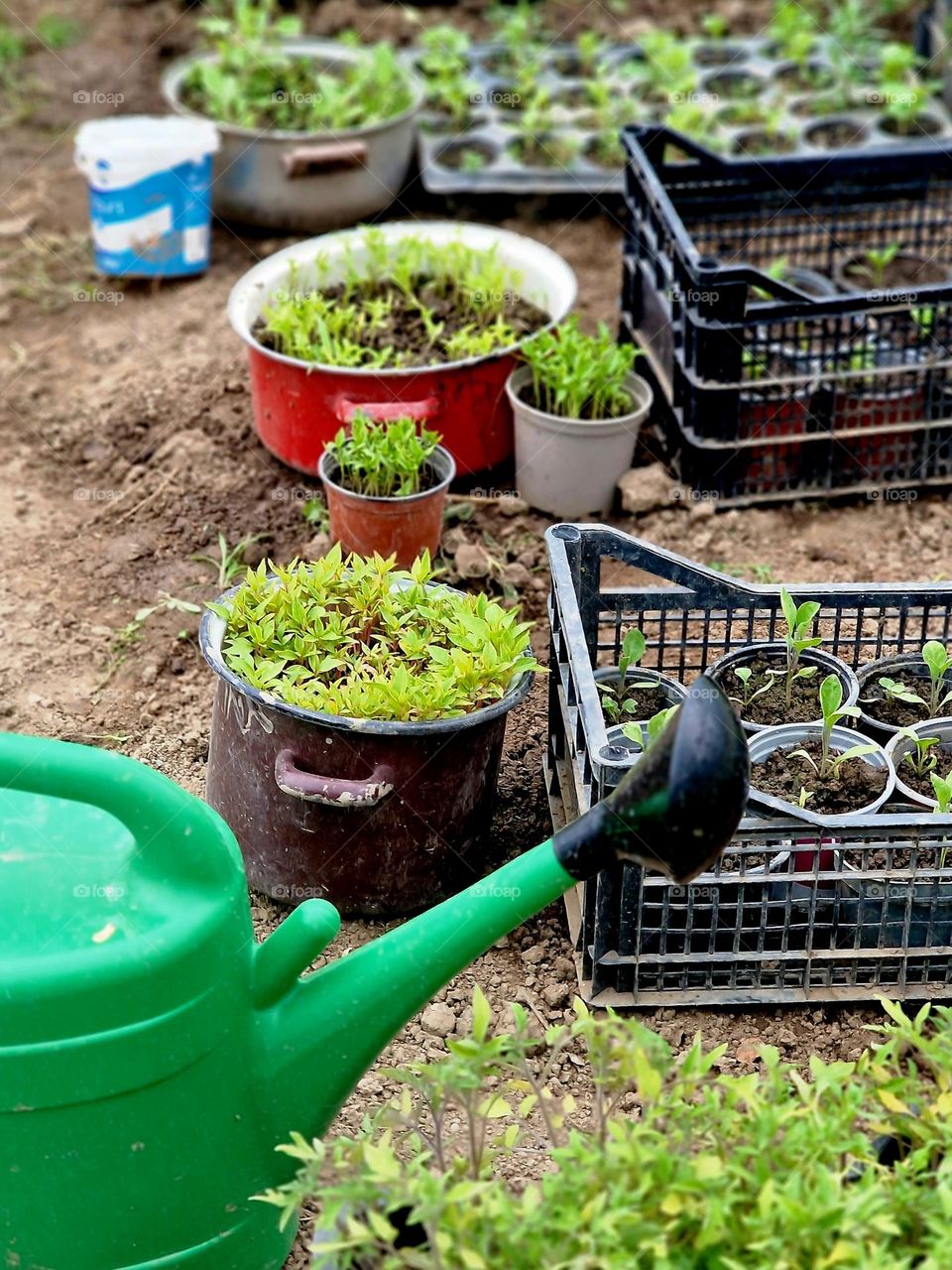 plants ready for planting