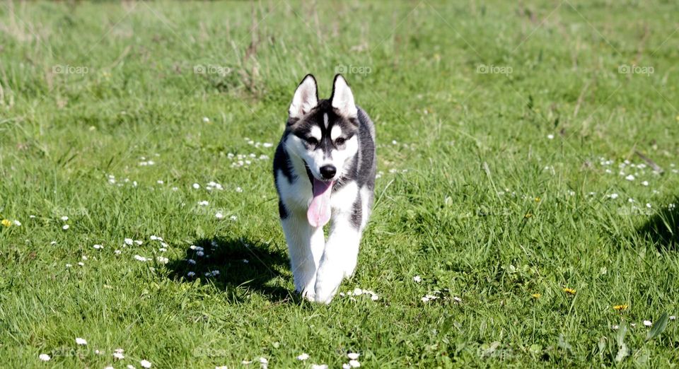 Spring Husky