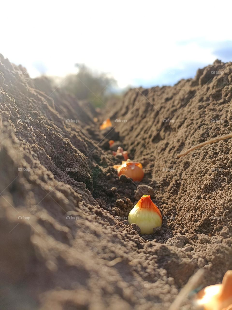 To plant onions. Planting onion. Sowing campaign in Ukraine. Farmer in field